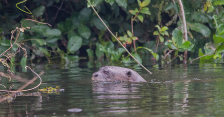 Giant otter at a river in the Pantanal, Brazil, South America