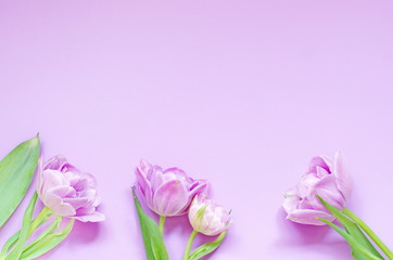 Spring tulip flowers on pastel light purple background top view.