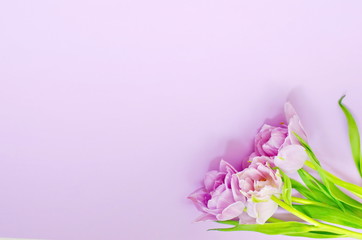 Spring tulip flowers on pastel light purple background top view.