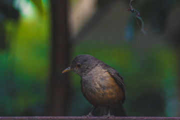 Sabia-laranjeira - Rufous Bellied Thrush