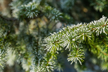 Branches covered with snow and ice in cold winter weather. Closeup. Winter scenery