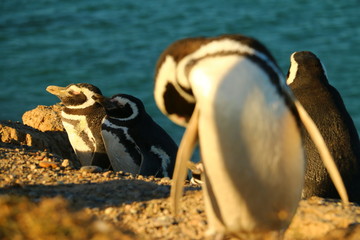 Pinguino de Magallanes