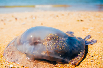 dead Rhopilema nomadica jellyfis © Valeriysurujiu