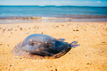 dead Rhopilema nomadica jellyfis © Valeriysurujiu