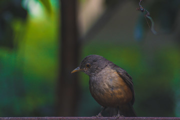 Sabia-laranjeira - Rufous Bellied Thrush
