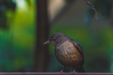 Sabia-laranjeira - Rufous Bellied Thrush