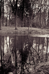 frozen lake in the forest