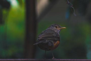 Sabia-laranjeira - Rufous Bellied Thrush