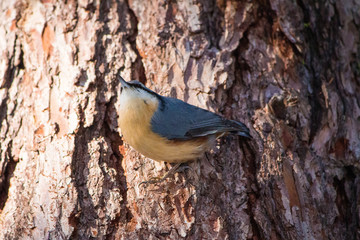 Vogel auf Baum
