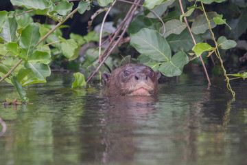 Giant otter at a river in the Pantanal, Brazil, South America