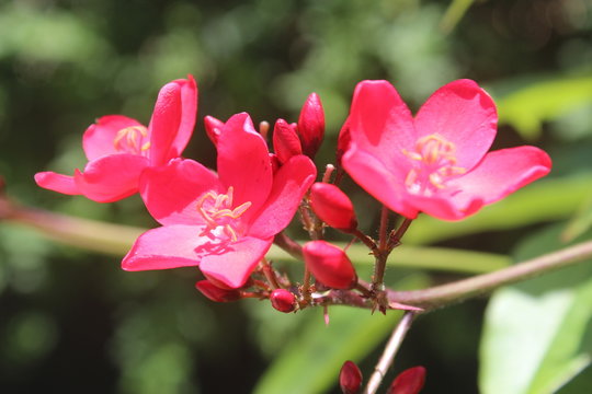 Flor de Primavera 