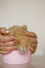 Beige, small, fluffy cute kitten in the hands. One Week Old Newborn Cat with Closed Eyes, Kid Animals and Adorable Cat Concept.