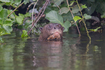 Giant otter at a river in the Pantanal, Brazil, South America