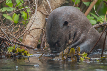 Giant otter at a river in the Pantanal, Brazil, South America