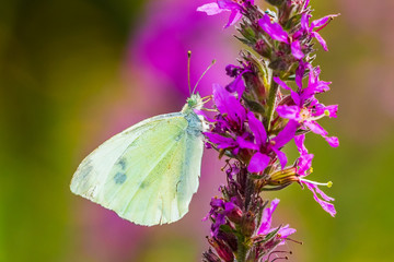 Pieris rapae small white butterfly pollinating on pink purple flowers