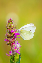 Pieris rapae small white butterfly pollinating on pink purple flowers