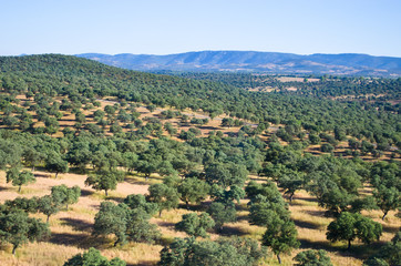 Views of Spain from the train window. Olive plantation.