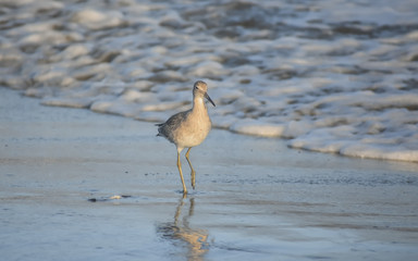 Shore bird walking along a sandy beach in the late afternoon light.