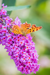 Comma butterfly Polygonia c-album on purple buddlja flowers