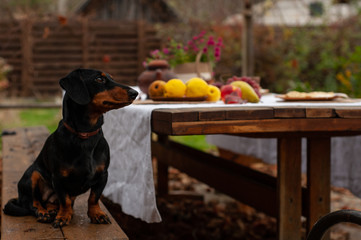 dachshund dog looking to served picnic table, autumn outdoors