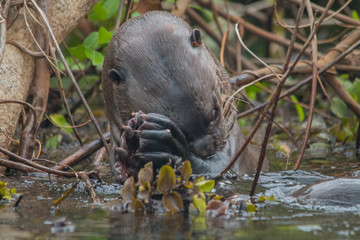 Giant otter at a river in the Pantanal, Brazil, South America