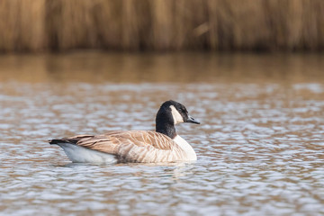 Canadian goose Branta canadensis close up