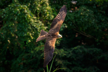 Black kite Milvus migrans in flight hunting