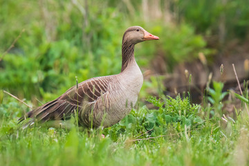 Greylag goose Anser Anser