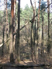 Forest at early spring