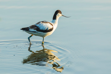 Pied Avocet, Recurvirostra avosetta,