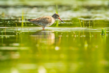 common redshank tringa totanus wading bird