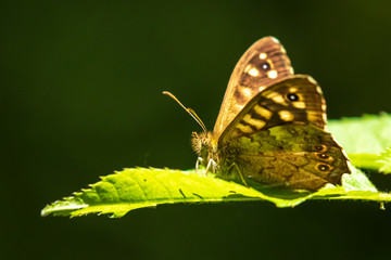 Speckled wood butterfly Pararge aegeria side view