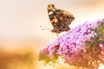 Red Admiral butterfly, Vanessa atalanta, feeding nectar from a purple butterfly-bush in garden.
