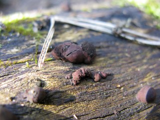 Weird mushrooms