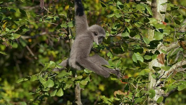 Silvery gibbon baby in a tree 