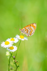 Obraz premium Melitaea didyma, red-band fritillary or spotted fritillary butterfly
