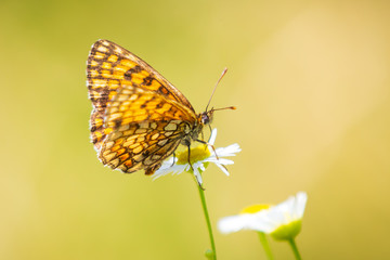 Melitaea deione provençal fritillary butterfly