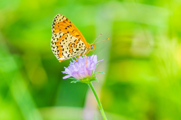 Obraz na płótnie Canvas Melitaea didyma, red-band fritillary or spotted fritillary butterfly