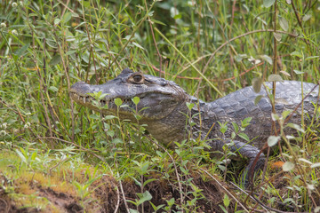 Yacare caiman in the Pantanal, Brazil, South America