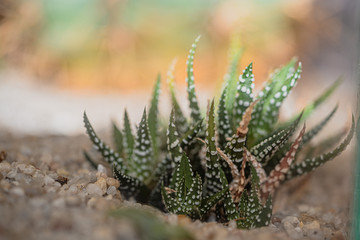 Leaves of a cactus plant