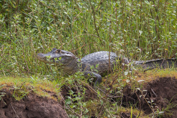 Yacare caiman in the Pantanal, Brazil, South America