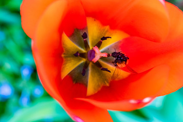 rote Tulpe mit Biene