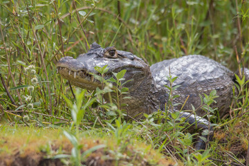 Yacare caiman in the Pantanal, Brazil, South America