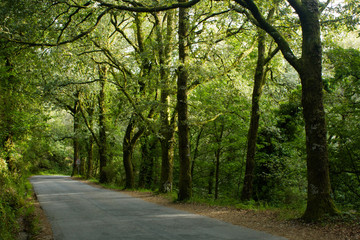Estrada na floresta do Parque