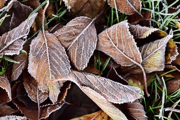 Blätter mit Raureif