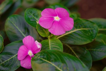 The flowers are pink in color with five petals and green leaves.