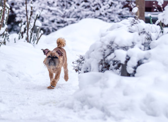 Griffon dogs walk in the snow