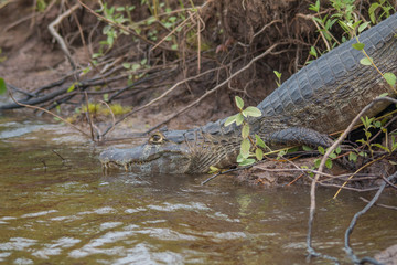Yacare caiman in the Pantanal, Brazil, South America