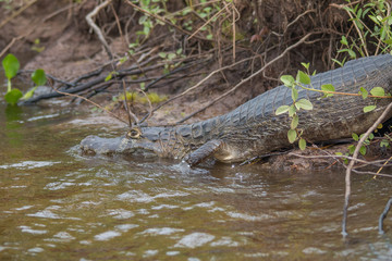 Yacare caiman in the Pantanal, Brazil, South America