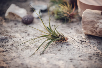 Beautiful tallinsia plant outdoors